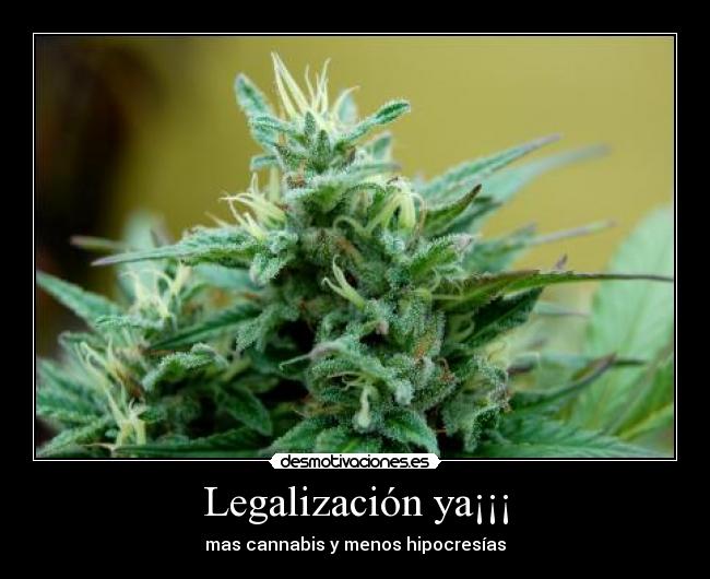 Legalización ya¡¡¡ - mas cannabis y menos hipocresías
