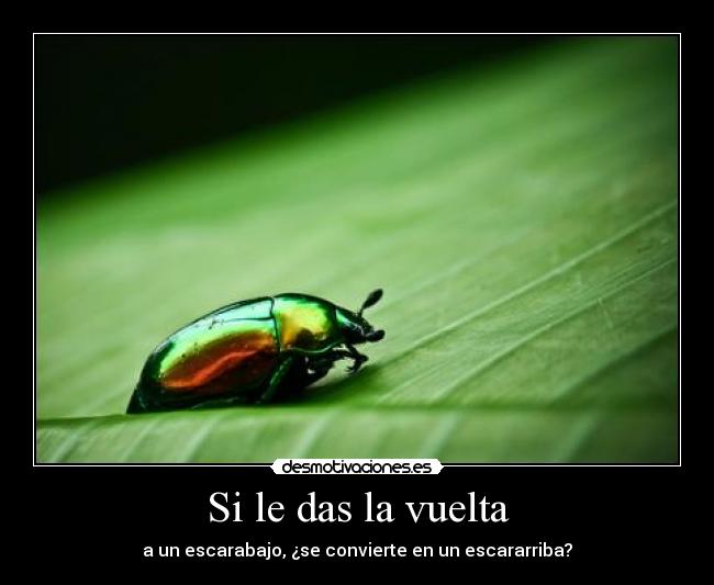 Si le das la vuelta -