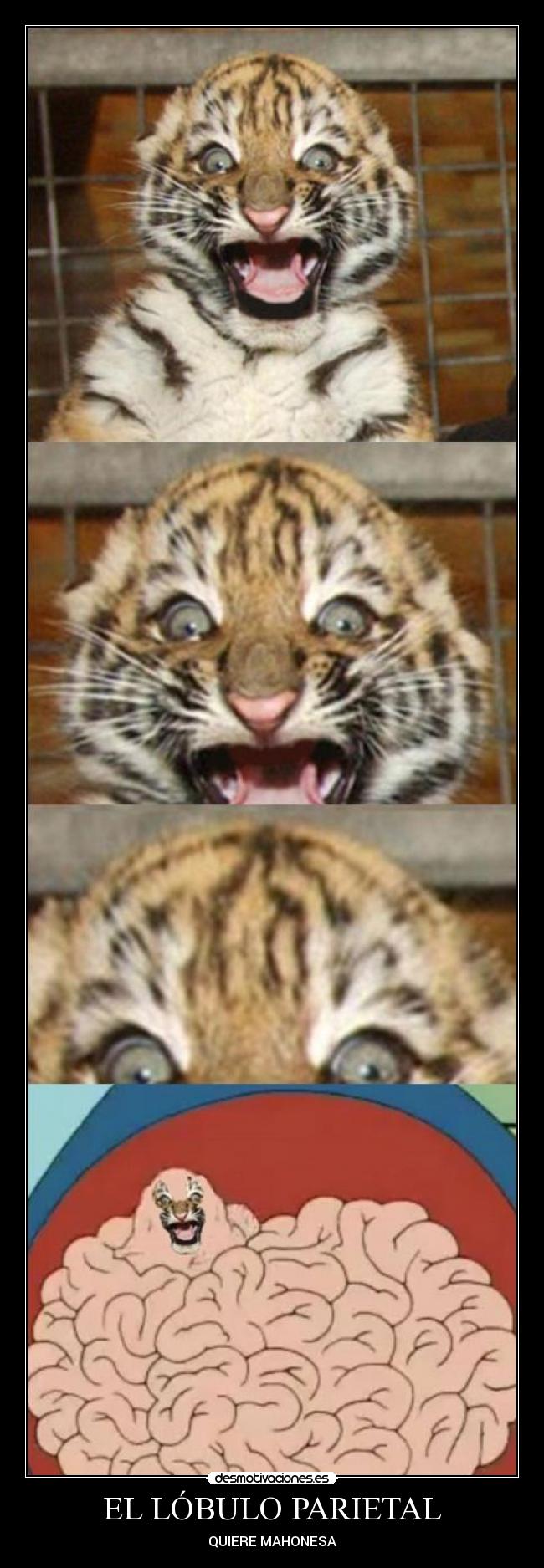 EL LÓBULO PARIETAL - QUIERE MAHONESA