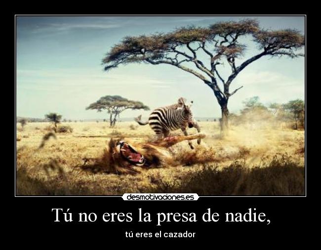 Tú no eres la presa de nadie, - 