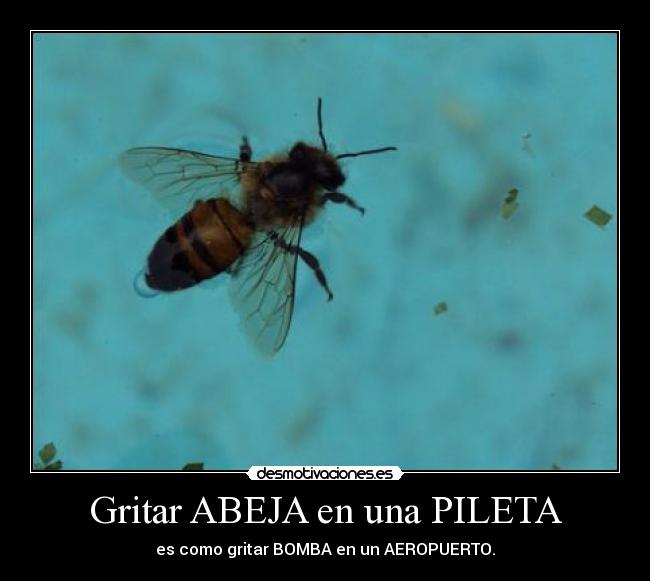 Gritar ABEJA en una PILETA - es como gritar BOMBA en un AEROPUERTO.