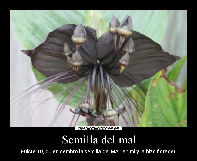 Semilla del mal - Fuiste TU, quien sembró la semilla del MAL en mi y la hizo florecer.