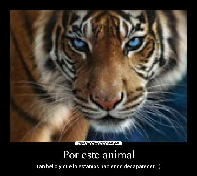 Por este animal - tan bello y que lo estamos haciendo desaparecer =(