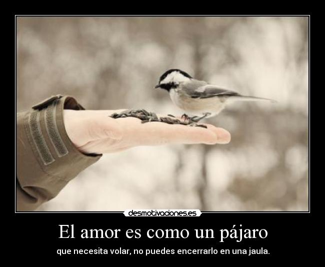 El amor es como un pájaro - 