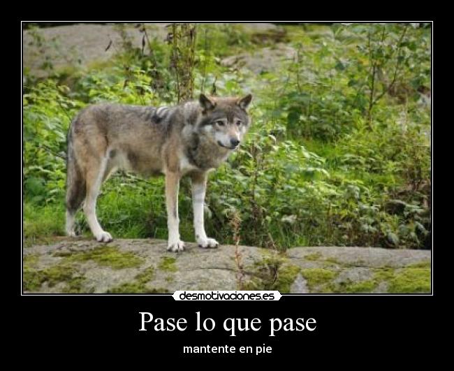 Pase lo que pase - mantente en pie