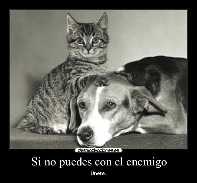 carteles enemigo enemigo desmotivaciones