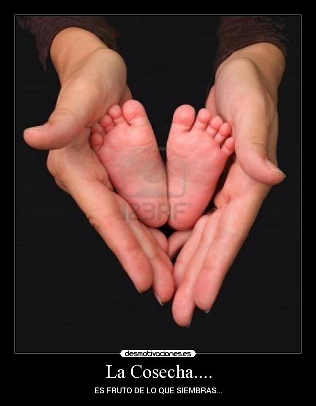 La Cosecha.... -
