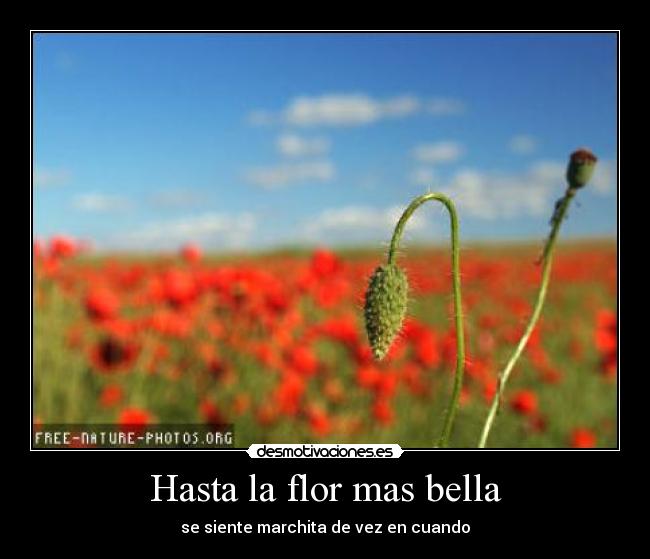 carteles hasta flor mas bella desmotivaciones
