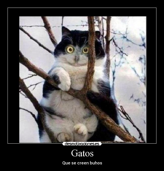 Gatos - Que se creen buhos