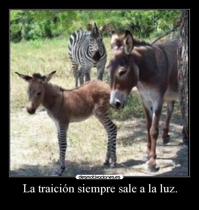 La traición siempre sale a la luz. -