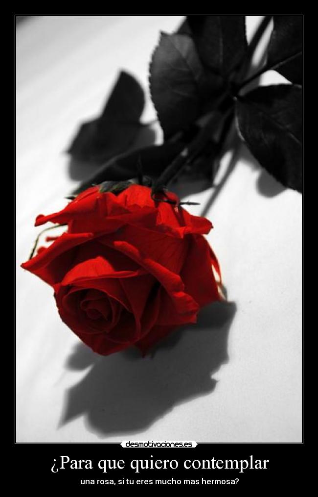 ¿Para que quiero contemplar - una rosa, si tu eres mucho mas hermosa?
