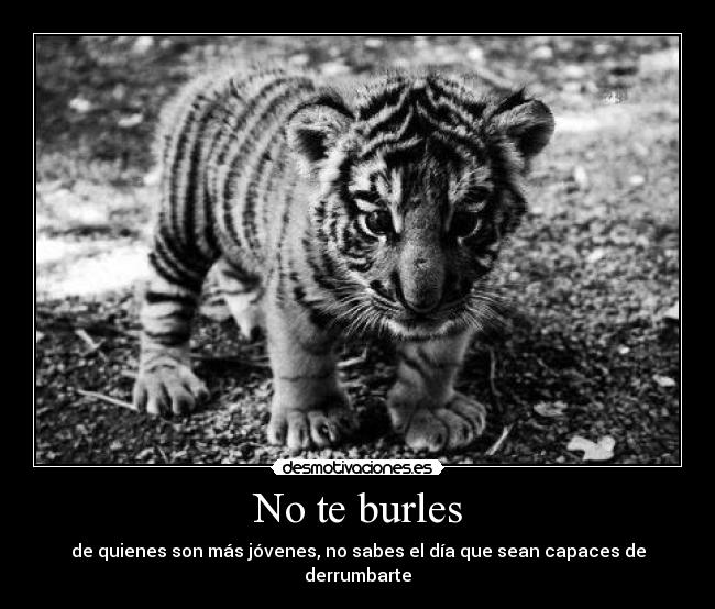 No te burles - 