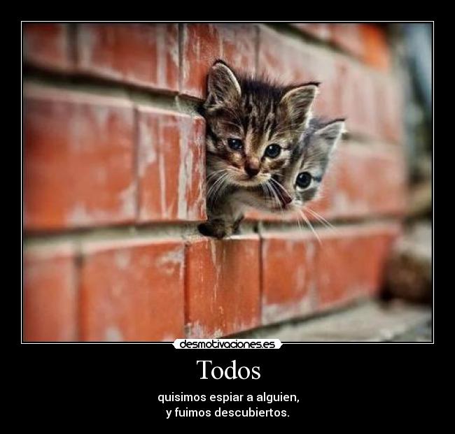 carteles cartel con gatos votos desmotivaciones