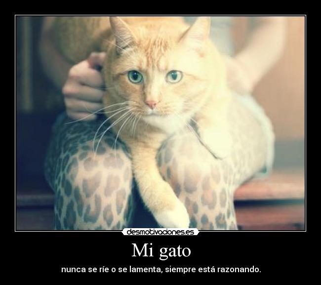 Mi gato - nunca se ríe o se lamenta, siempre está razonando.
