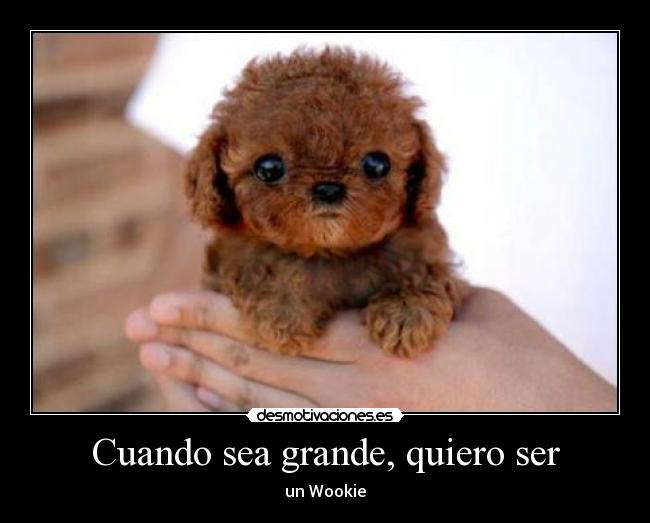 carteles hijo chuwaka wokie perrito lindo desmotivaciones