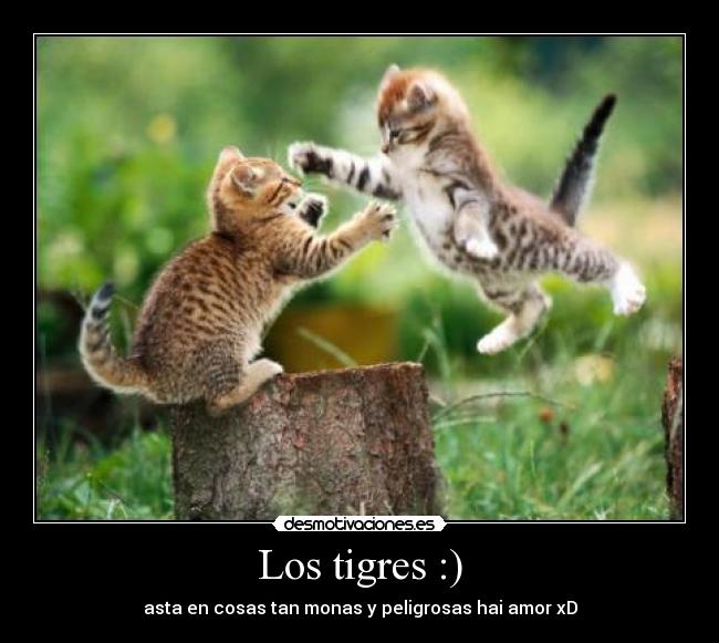 Los tigres :) -
