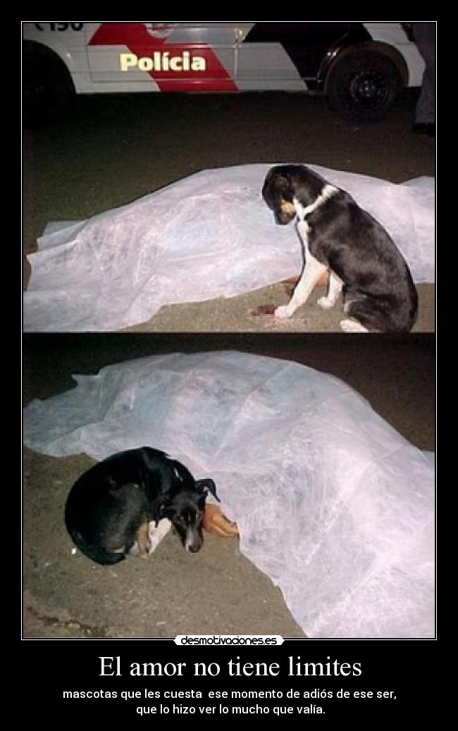 El amor no tiene limites - mascotas que les cuesta ese momento de adiós de ese ser,
que lo hizo ver lo mucho que valía.