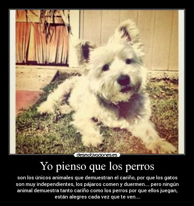 Yo pienso que los perros - son los únicos animales que demuestran el cariño, por que los gatos
son muy independientes, los pájaros comen y duermen.... pero ningún
animal demuestra tanto cariño como los perros por que ellos juegan,
están alegres cada vez que te ven....