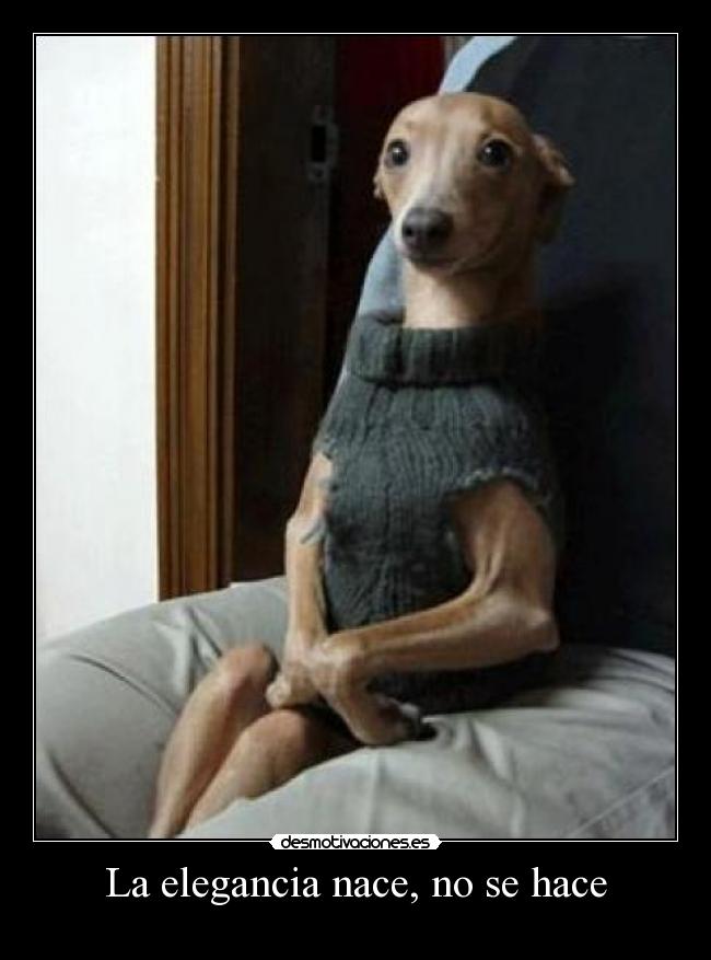 La elegancia nace, no se hace -