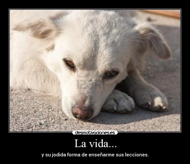 La vida... - y su jodida forma de enseñarme sus lecciones.