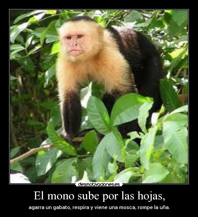 El mono sube por las hojas, - agarra un gabato, respira y viene una mosca, rompe la uña.