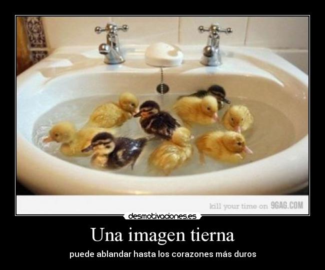 carteles patitos graciosos desmotivaciones