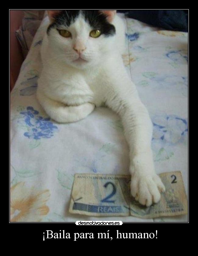 carteles nyan nyan nyan nyan desmotivaciones