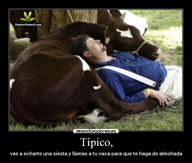 Típico, - vas a echarte una siesta y llamas a tu vaca para que te haga de almohada