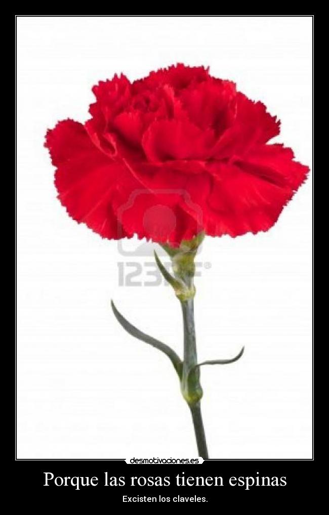 Porque las rosas tienen espinas -