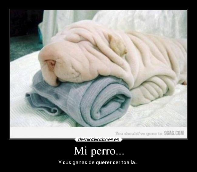 Mi perro... - 