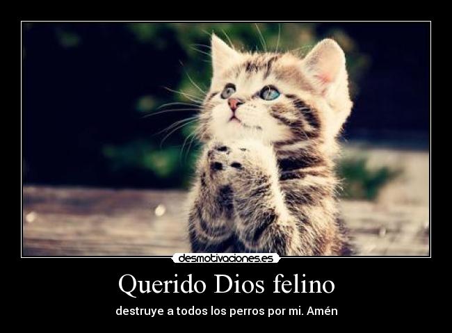 Querido Dios felino - destruye a todos los perros por mi. Amén