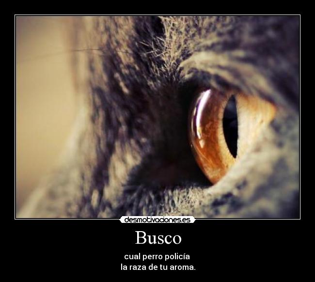 Busco - cual perro policía 
la raza de tu aroma.