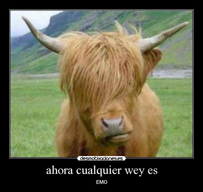 ahora cualquier wey es - EMO