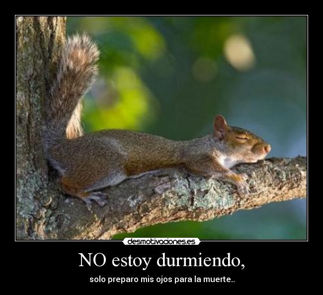 NO estoy durmiendo, -