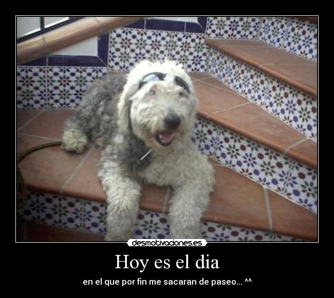 Hoy es el dia - en el que por fin me sacaran de paseo... ^^
