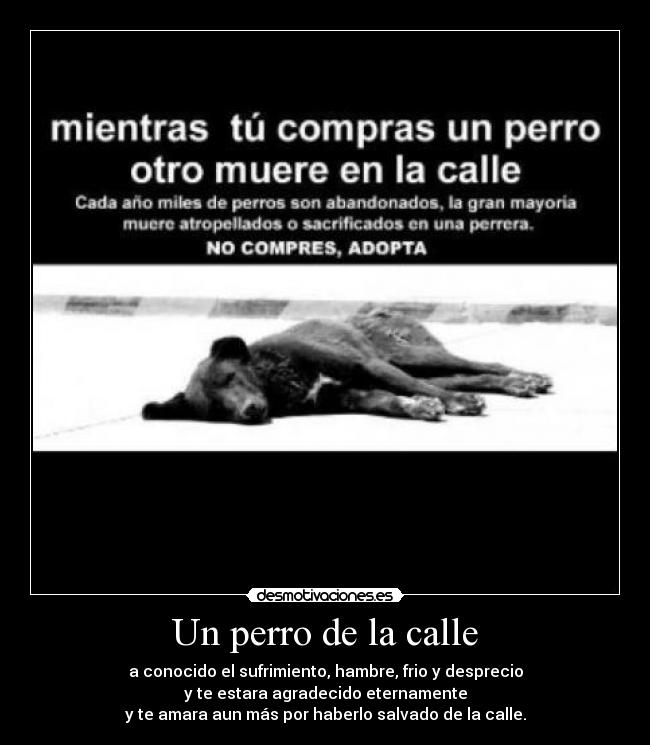 Un perro de la calle - a conocido el sufrimiento, hambre, frio y desprecio
y te estara agradecido eternamente
y te amara aun más por haberlo salvado de la calle.