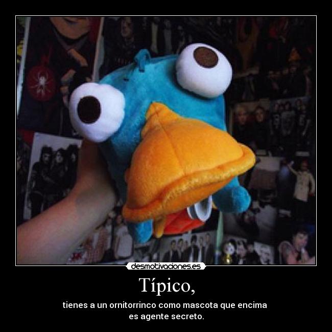 Típico, - tienes a un ornitorrinco como mascota que encima
es agente secreto.