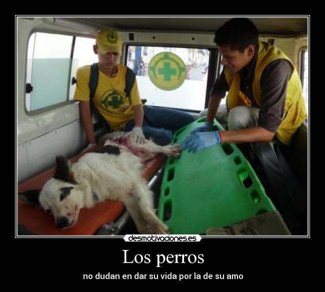 Los perros - 