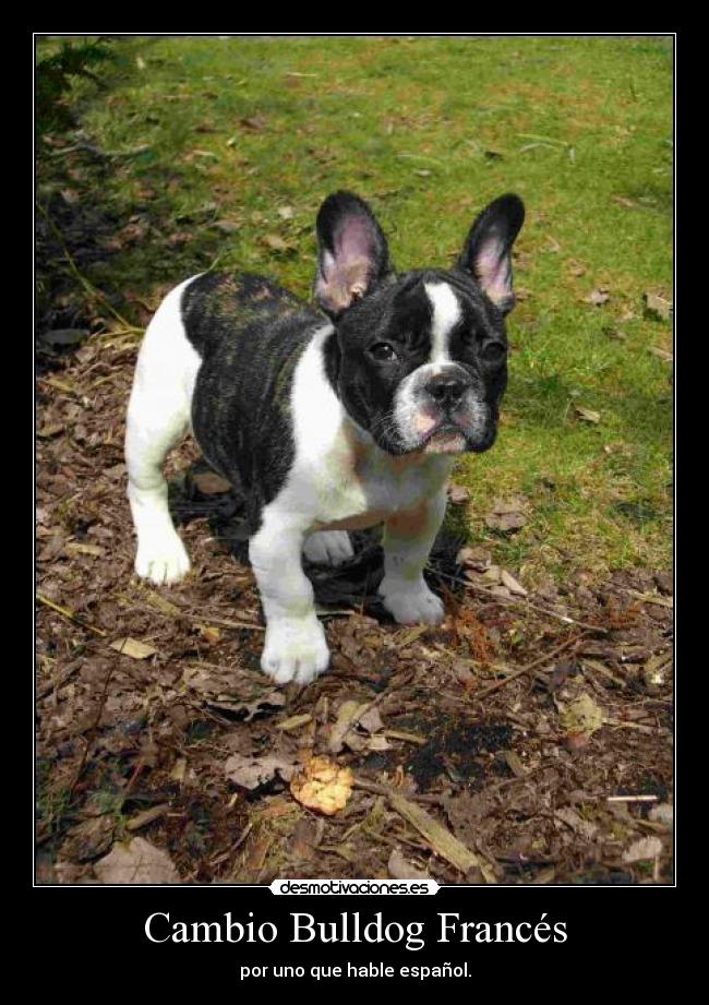 Cambio Bulldog Francés - por uno que hable español.