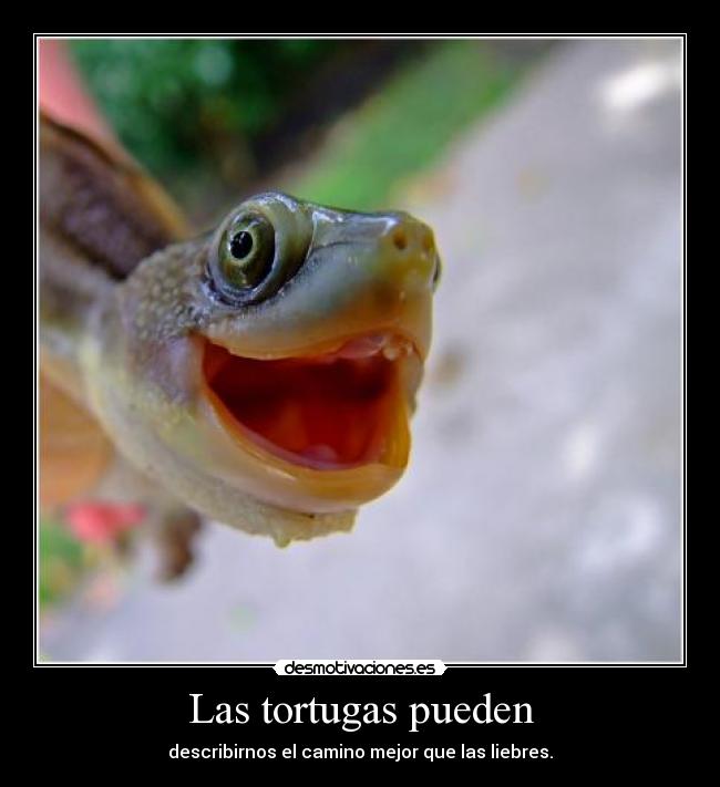 Las tortugas pueden - describirnos el camino mejor que las liebres.