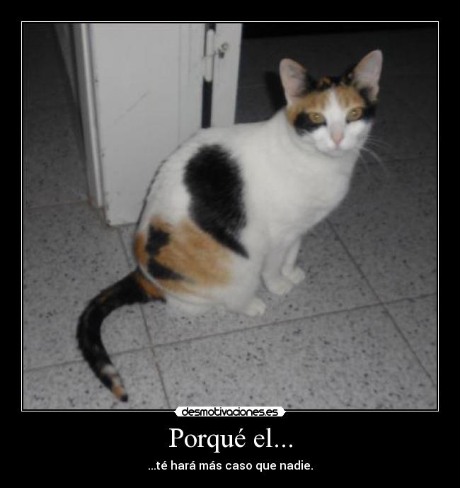Porqué el... -