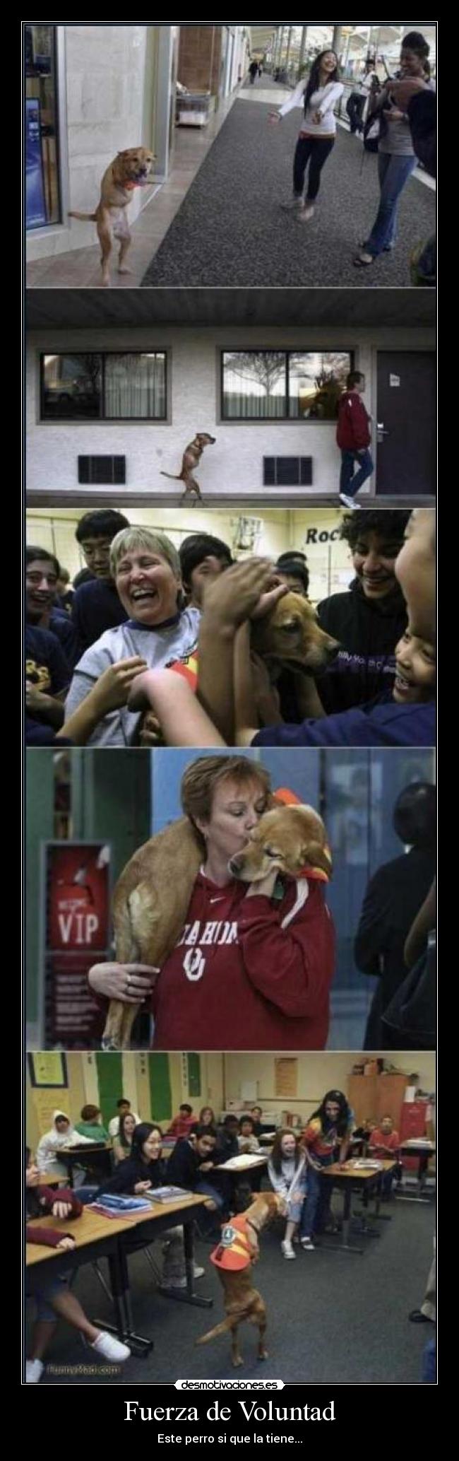 carteles ejemplo canino que lucha contra adversidad desmotivaciones