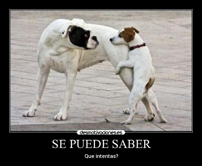 carteles perros desmotivaciones