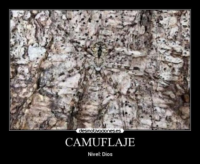 CAMUFLAJE - Nivel: Dios