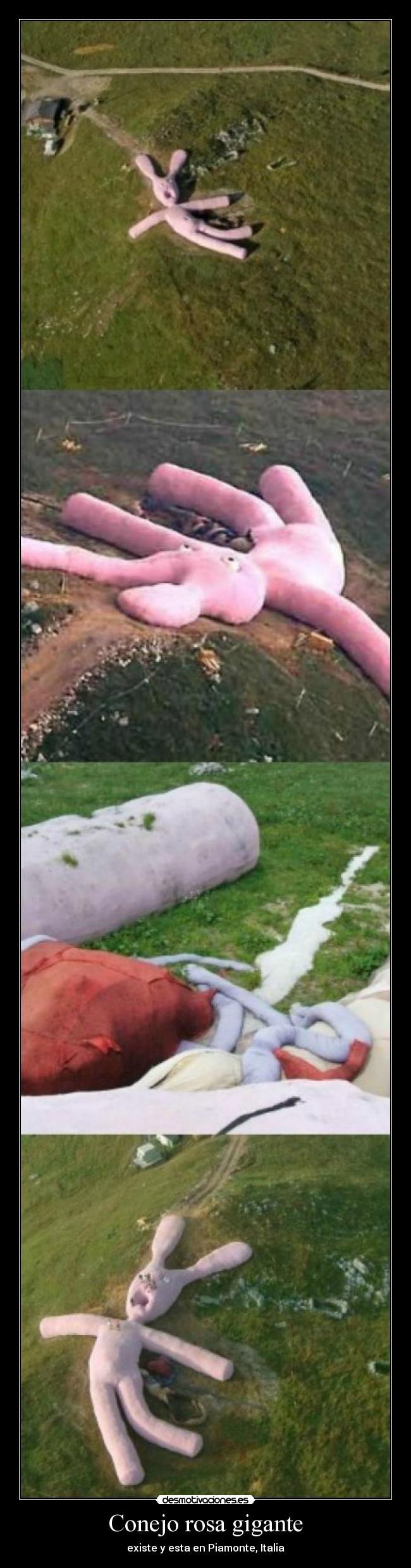 Conejo rosa gigante - existe y esta en Piamonte, Italia
