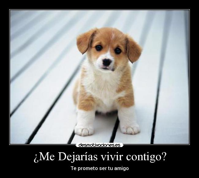 ¿Me Dejarías vivir contigo? - Te prometo ser tu amigo