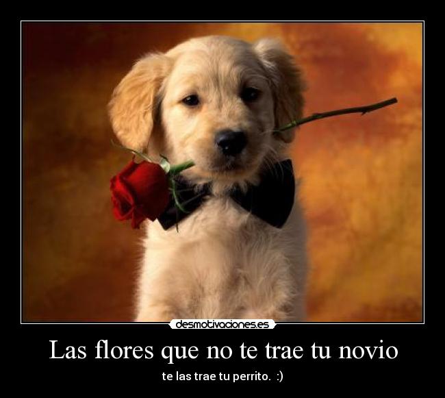 Las flores que no te trae tu novio - te las trae tu perrito. :)