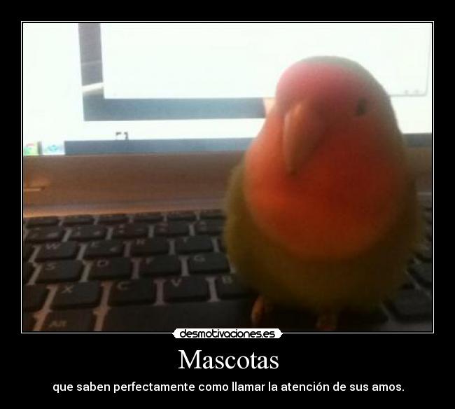 Mascotas - que saben perfectamente como llamar la atención de sus amos.