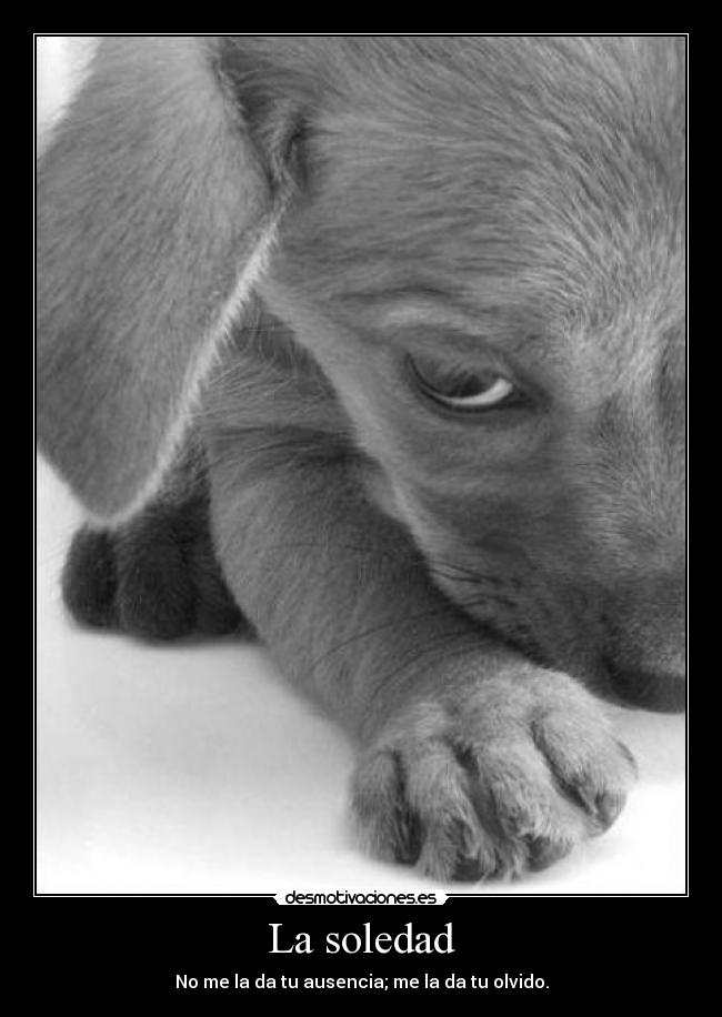 La soledad - No me la da tu ausencia; me la da tu olvido.