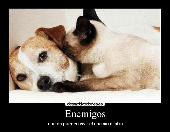 carteles enemigos desmotivaciones